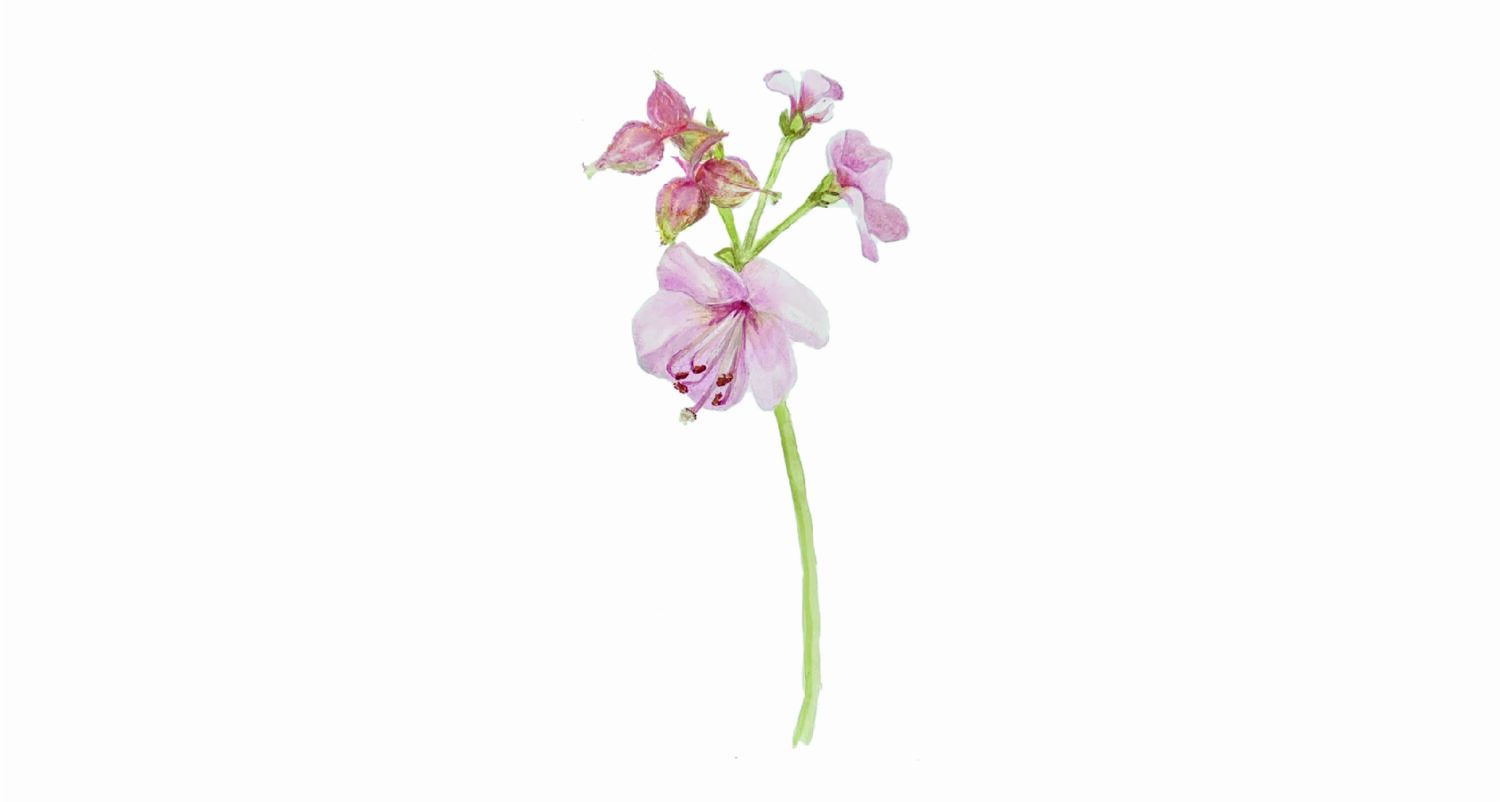 Botanical Illustration of a soft pink Geranium macrorrhizum