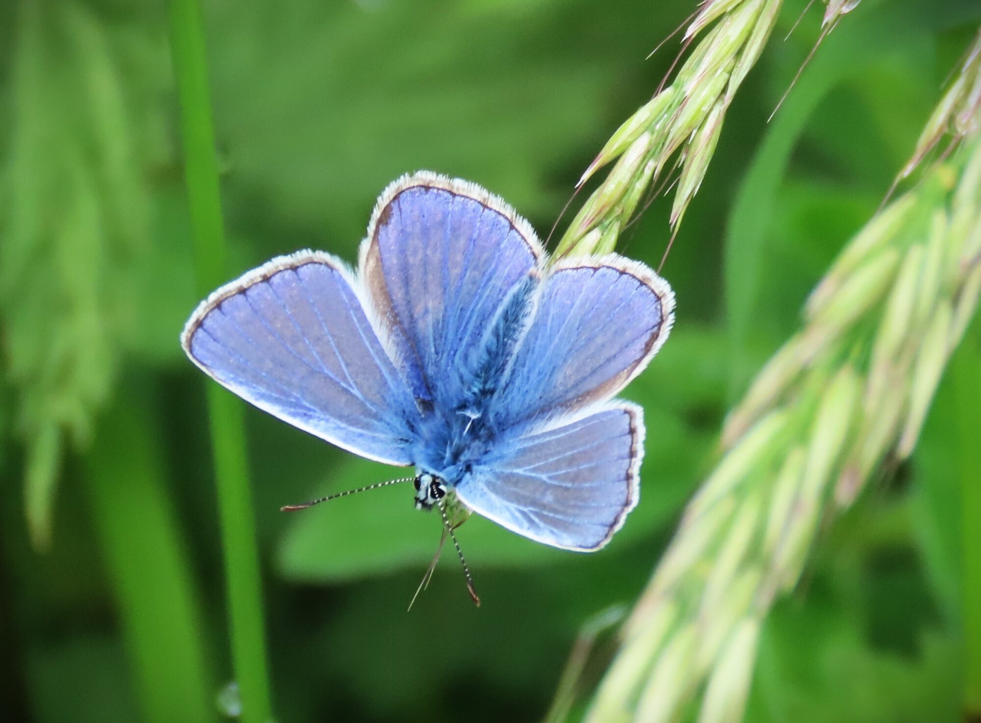 Close up of Powder blue butterfly on grass