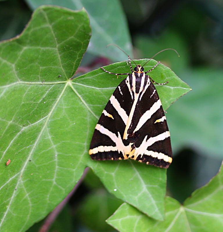 Jersey Tiger moth with black and white zebra stripes on an ivy leaf