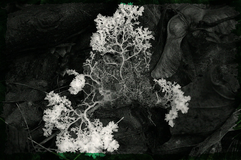 Leaves with white Mycelium network growing