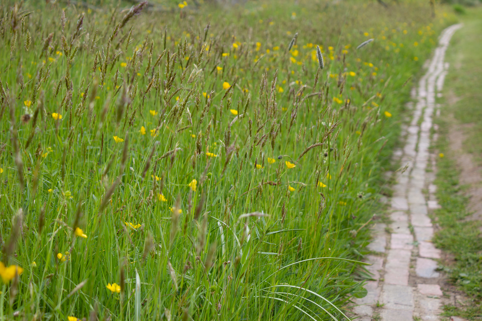 Path through Great Dixter Meadow
