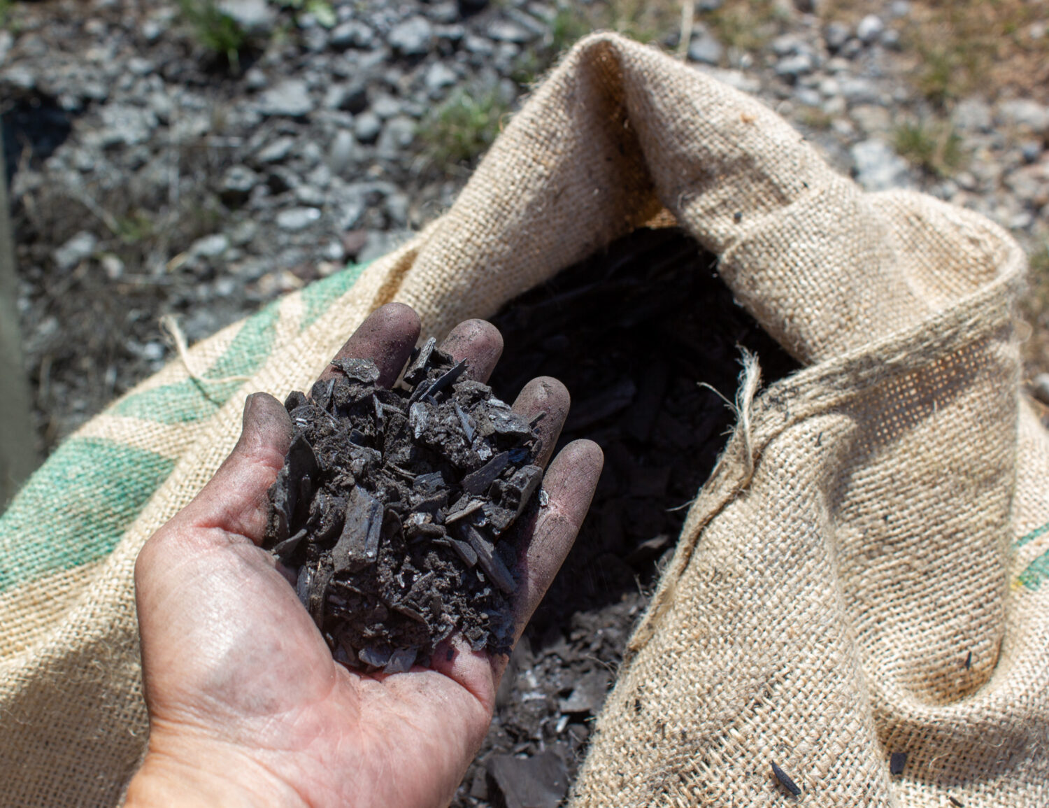 Hand in hessian sack of biochar