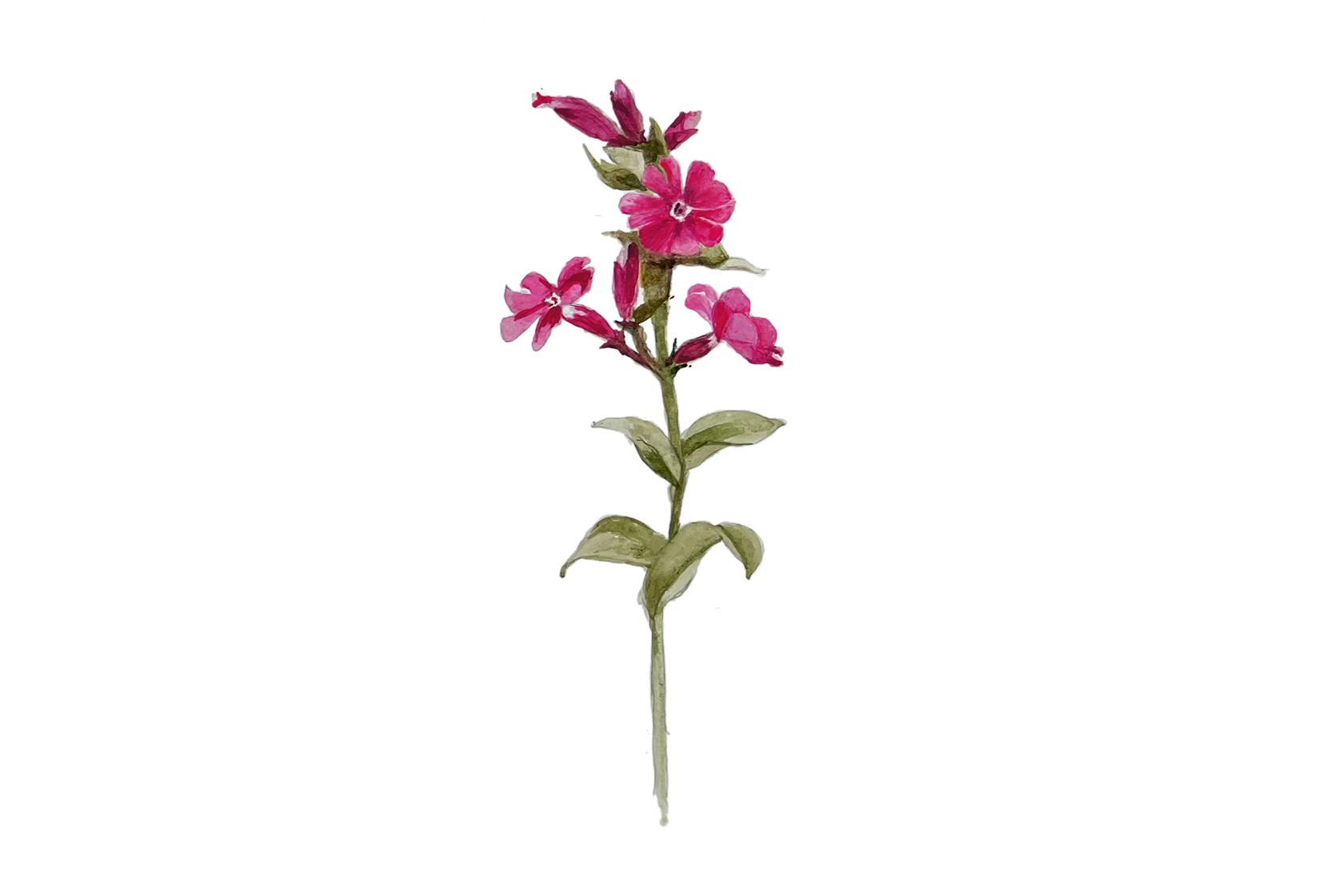 Watercolour illustration of a stem of Red Campion with three small magenta flowers and 3 buds.