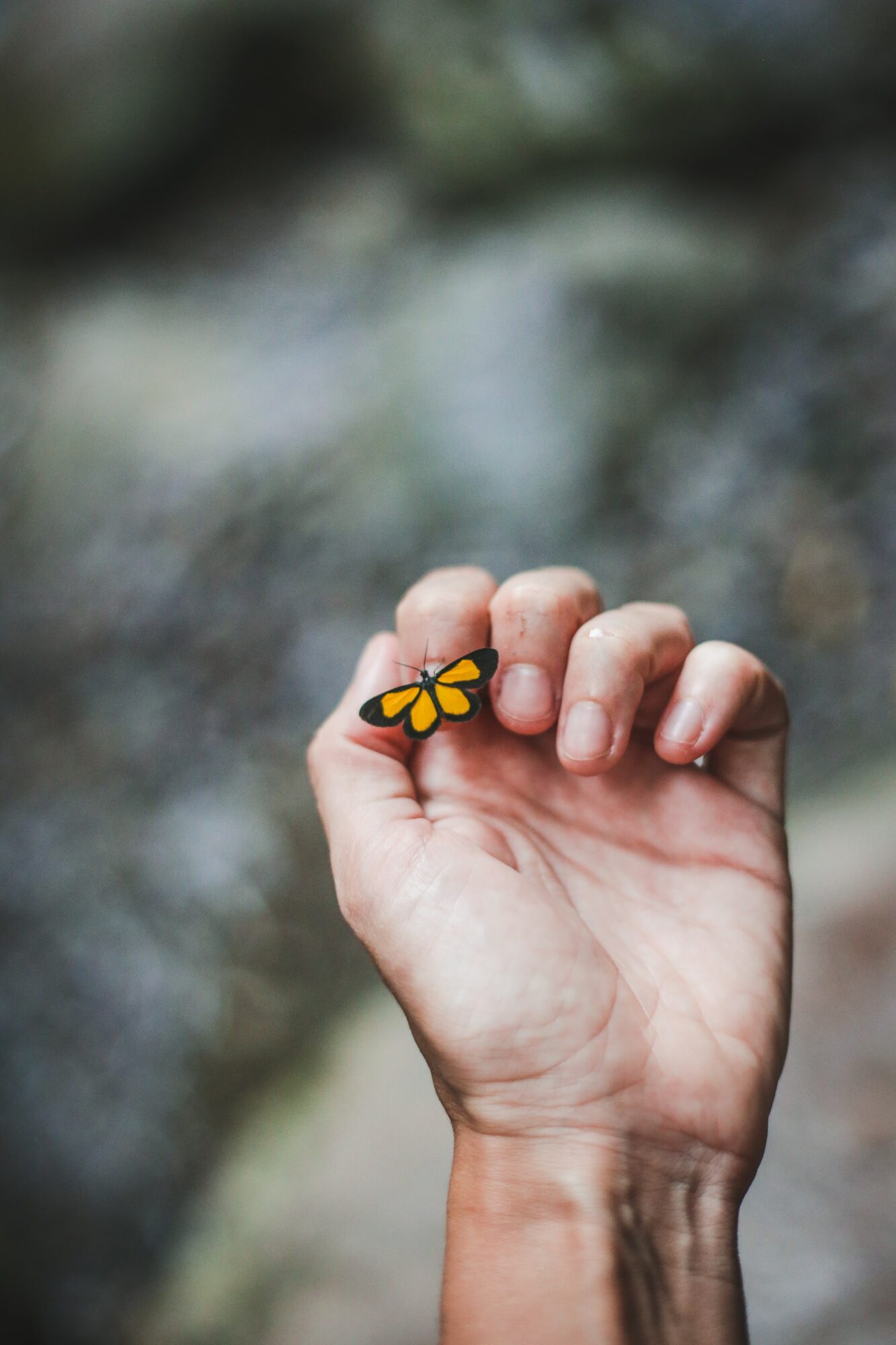 SMALL YELLOW AND BLACK BUTTERFLY ON NAIL OF INDEX FINGER