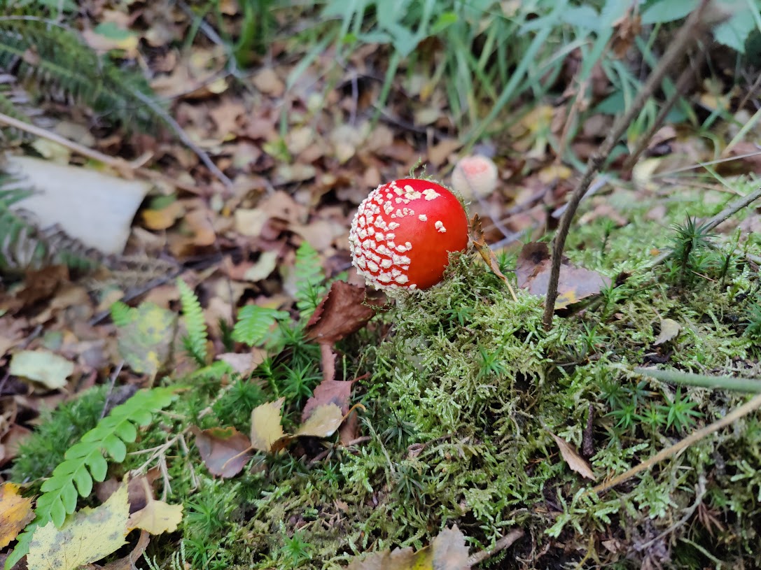 Amanita Muscaria 