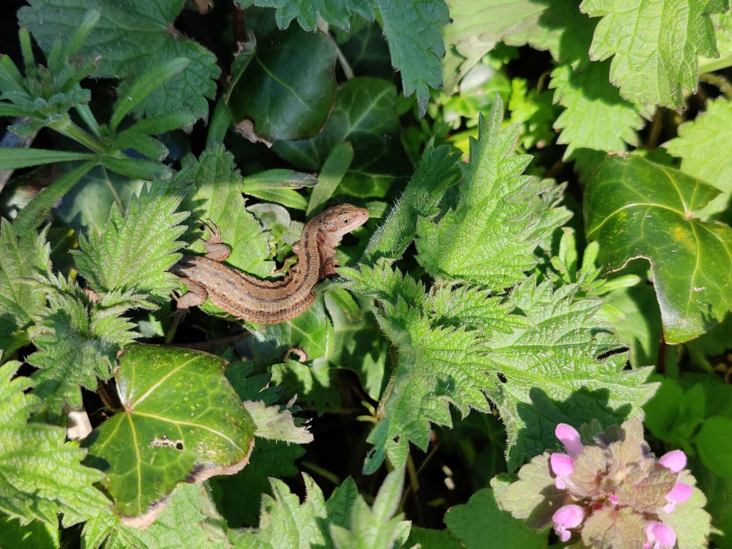 Garden Cures: Nettle, Cleavers and Self-Heal (with Ivy and the Common Lizard) in St Leonards