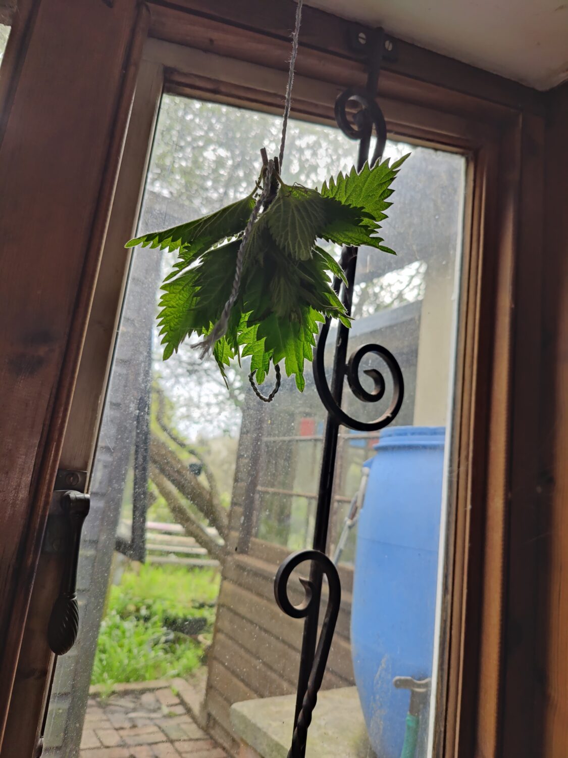 Angel leaves - Nettles drying