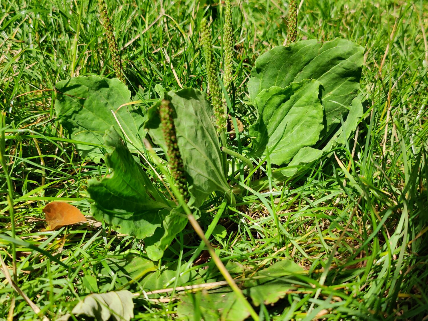 Broad Leaf Plantain