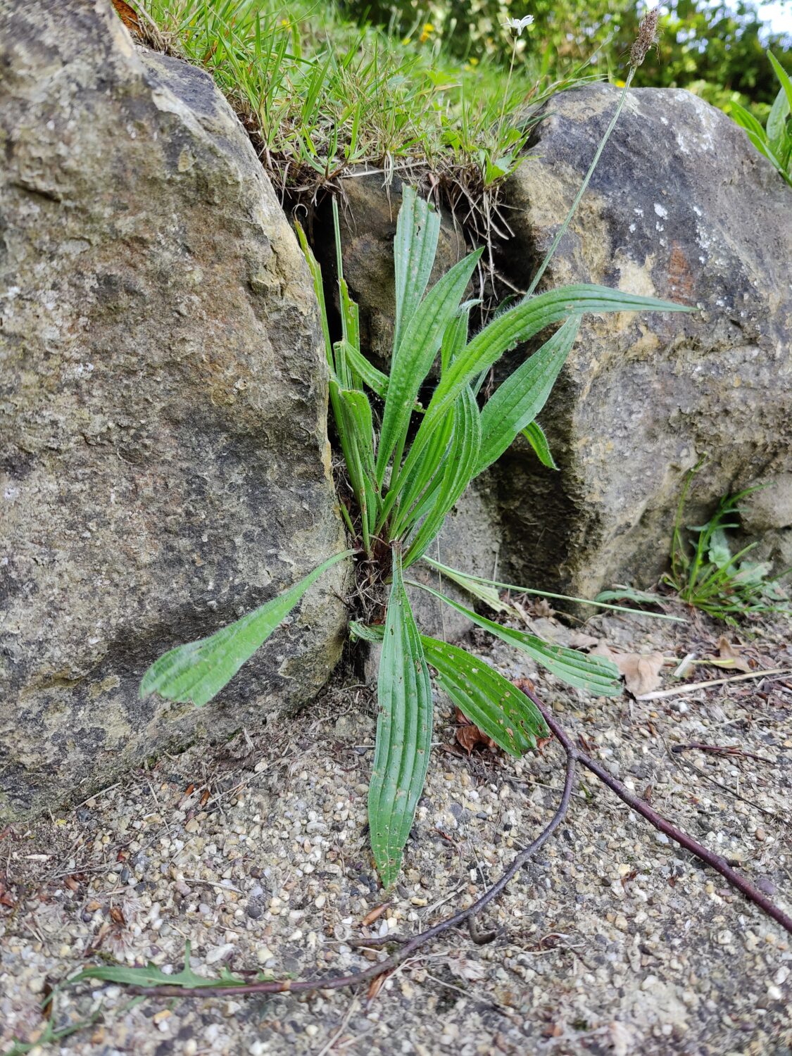 Narrow Leaf Plantain