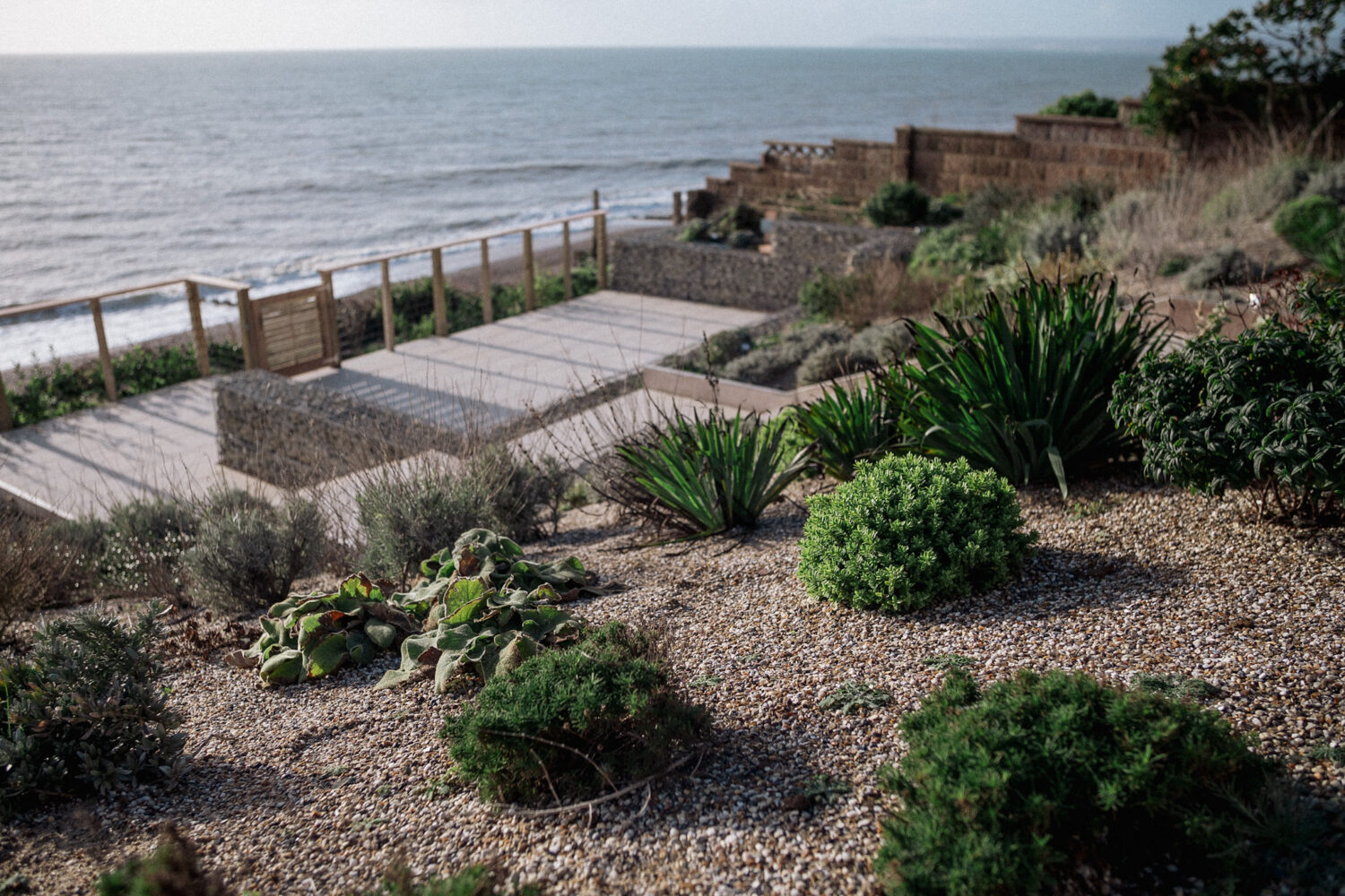 Hebe Rakaiensis and Phlomis russeliana in a grit mulch coastal planting with a view to sea